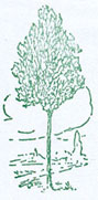 Nord-Est-Bois Sarl Forest managers - forest harvesters - loggers