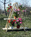 Spruce (Picea abies) - Whitewood, Flower pot - Planter