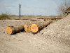 saw logs, Oak (European)