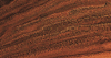 Walnut (European), One strip wide board