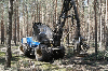 Mechanized felling, Germany