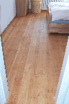 Douglas Fir (Pseudotsuga)