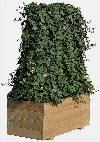 Larch (Larix spp.), Flower pot - Planter