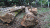 Madera de Teca 