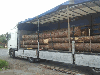 saw logs, Larch (Larix spp.)