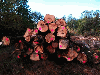 Ash logs, brown and white, FABc