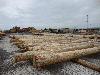saw logs, Western White Pine (North America)