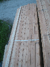 Larch (Larix spp.)