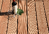 落叶松, Terrassendielen, PEFC/FFC