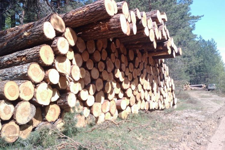 saw logs