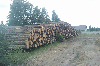 SPRUCE LOGS