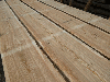 Larch (Larix spp.)