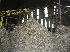 Wood chips from US Soft wood logs