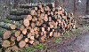 firewood, Oak (European)
