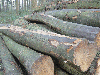 firewood, Oak (American Red - Origin: Europe)
