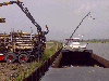 industrial logs, Poplar