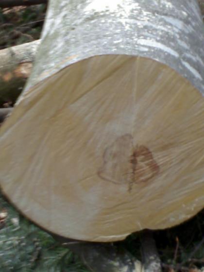 saw logs