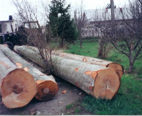 saw logs
