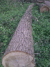 saw logs, Poplar
