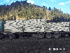 Fir/Spruce