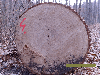 oak logs for sliced veneer