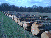 Sell OAK logs - 5000 m3 monthly 