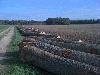Top Sawing/Peelable/Sliceable grades, Oak (European), PEFC/FFC