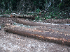 Best standing timber in the region available at affordable price!