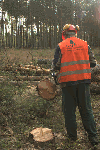 Entretien de forêts, Allemagne