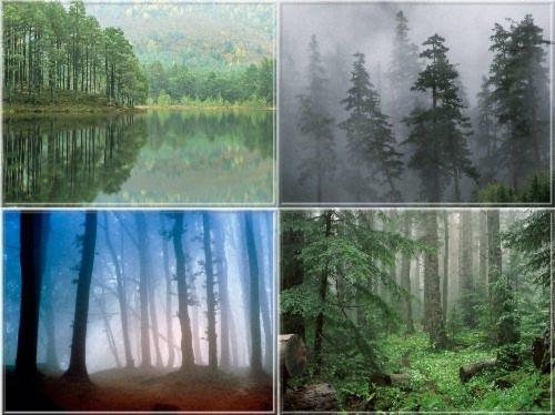 Lithuania, ASH, OAK, BIRCH ALDER, PINE, FIR, ASPEN