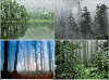 Forests in Lithuania