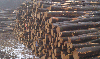 firewood, Beech (Europe)