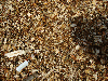 Wood chips from forest, All specie