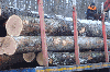 saw logs, All broad leaved specie, FSC
