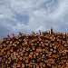 firewood, Alder (European Grey Alder) - Alnus Incana