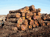Black Walnut Saw Logs