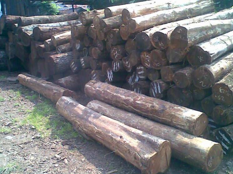 saw logs