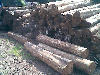 acacia mangium round logs