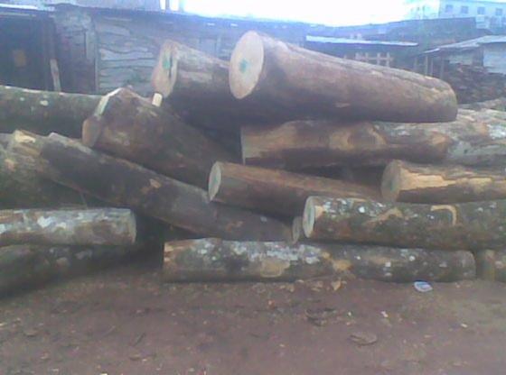 saw logs