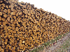 stakes, Acacia