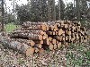 firewood, Beech (Europe), PEFC/FFC