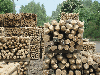 poles in acacia/robinia