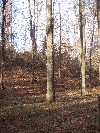 Hungary, Oak (European)