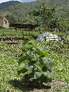 Colombia, TECA