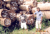 saw logs, Wenge, Dem. Rep. Congo (Zaire)