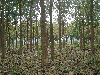 industrial logs, Teak, Mexico, PEFC/FFC