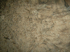 Walnut burl Caucasian