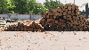 saw logs, Pine (Pinus sylvestris) - Redwood