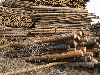 saw logs, Pine (Pinus sylvestris) - Redwood