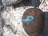 Black Walnut Table Top Logs - Large Diameter